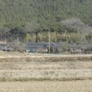 산에사네 이미지