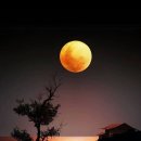 그리움 무 이미지