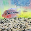 레드플라워(RED FLOWER) 이미지