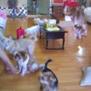 도그패밀리 이미지