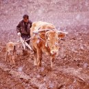 황소와농부 이미지