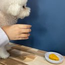 인생개컷 이미지