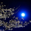 달빛 Daum카페
