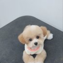 댕바이미 이미지