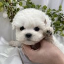 퓨어펫 강아지분양 고양이분양 울산점 이미지