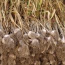 의성농산 이미지