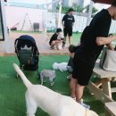 똥꼬발랄 | 목포애견카페) 용해동에 위치한 똥꼬발랄 이용후기