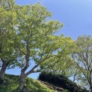 서산고등학교 | [4월/여행]서산 당일치기 1편(버거듀, 해미읍성, 흰당나귀)