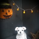 토리애견샵 이미지