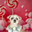 예가애견 이미지