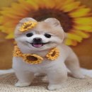 댕바라기 이미지