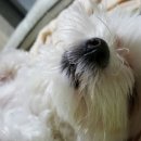 안중동물병원 이미지