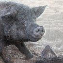 김성만농장 이미지