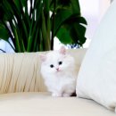 개인화물1266 | 시흥고양이분양 고사남 먼치킨나폴레옹크림 남아 분양해요~!