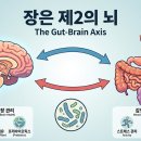장이 무너지면 뇌도 무너진다. 장-뇌-축으로 보는 장건강과 뇌건강의 비밀 이미지