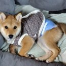 콩밭매는 강아지 이미지