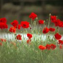 흔들리며 피는 꽃 이미지