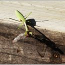 가왕 송흥록 이미지