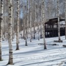 원대리 자작나무숲 이미지