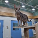 고양이호텔코자냥 이미지