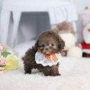 더펫 강아지분양 고양이분양 일산본점 이미지