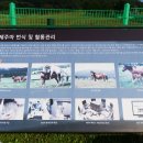 제주의 제주마 이미지