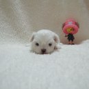만두콩이
