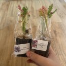 어메이징콰이어 이미지