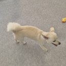 집에서도 간단히 반려견 미용 | [대구북구 애견미용] 동그리그루밍 강아지미용 후기 대구 북구 애견호텔 가격