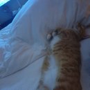 다몽그루밍 | 11개월 치즈태비 고양이 다몽이의 귀여운 일상을 담은 사진들