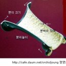 한국춘란 초봄의 일반적 관리와 배양(환경)/03(520) 이미지