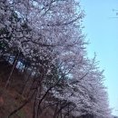 여주 신륵사, 북한강 벚꽃 만개 이미지