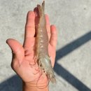 새우일 산소 이미지