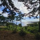 팜앤팜 | 조식까지 완벽했던 제주도 착한가격 펜션 비스비제주 앤 팜빌리지 후기