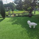 공항 가까운 전원주택 펫시터 이미지