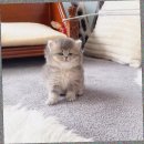 실버케어이야기상담사 | 파주브리티쉬먼치킨분양 상의 끝에 결정한 후기