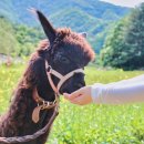 부대목장 이미지