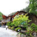 정선산약초