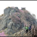[일요2nd산행]-3/27(일) 진해.장복산.경화역.벚꽃투어/휘림 이미지