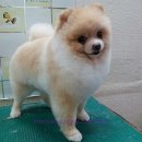 멍이가 웃통벗는날 이미지