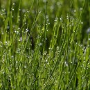 새벽이슬 이미지