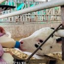 화정목장 이미지