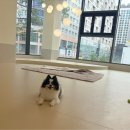 도그모루 애견유치원 | 위례 애견 유치원 ‘올림포스도그’ 첫방문 대만족 후기