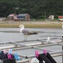 신진도에 마리나항만이 개발 된답니다. 이미지