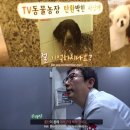 [TV 동물농장] 탄환 박힌 채 버려진 사냥개, 그 이후 이미지