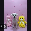 도그라움 이미지