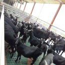 늘푸른 흑염소농장 이미지