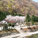 허브애견 | 양양 오색허브캠핑장 F3 사이트 명당 후기 벚꽃과 계곡, 애견 동반 캠핑 2박 3일의 낭만