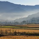 늘 푸른 나무 이미지