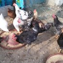 우리집토종닭 이미지